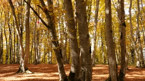 Moving Autumn Forest Видео 163926545