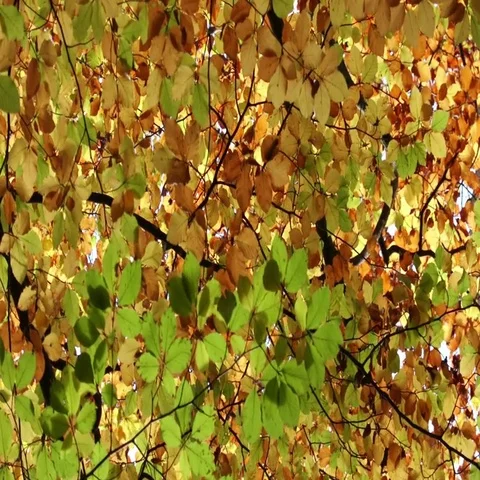 Moving autumn leaves on a tree Stock Footage 69705319