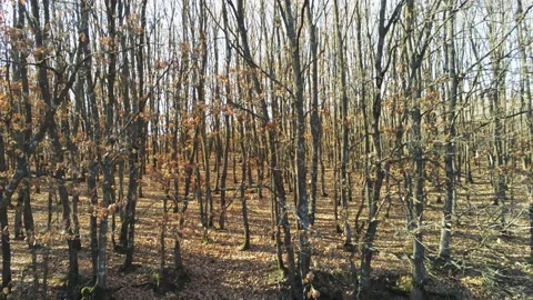 Moving away from leafless tree branches Video stock 166693091