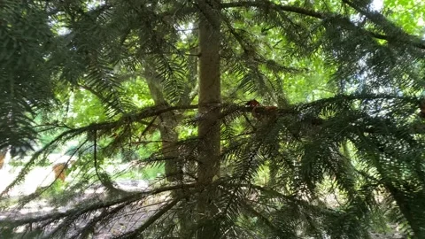 Moving away from pine tree in dense woodland Video stock 136306760