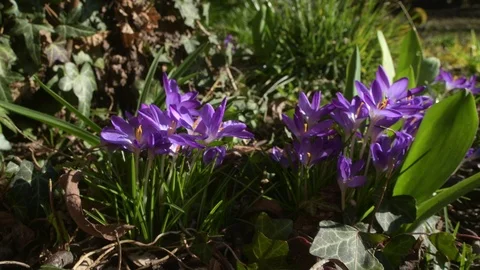 Moving away from spring crocus Stock Footage 103366967
