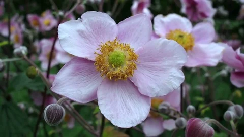 Moving away from a white flower Stock Footage 81969611