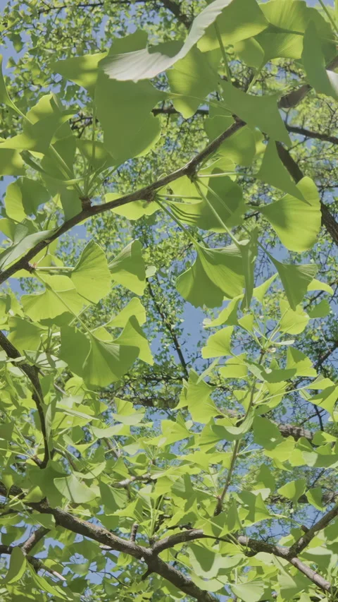Moving back along branches with green foliage of maidenhair tree, Ginkgo biloba Stock Footage 329671238