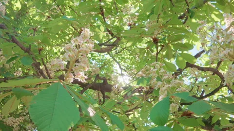 Moving back between branches of flowering Horse Chestnut, Aesculus hippocastanum Stock Footage 326679219