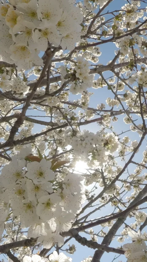 Moving back between branches within Cherry Tree full of white blooming flowers Vídeo Stock 337446379