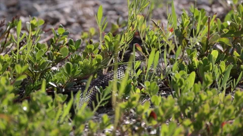 Moving back motion of Eastern Massasaga rattlesnake pit viper moving across Stock Footage 346019961
