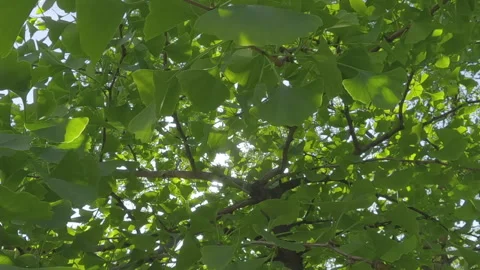 Moving back through dense foliage of Maidenhair Tree, Ginkgo bilobaon, sunlight Stock Footage 331572869