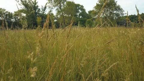 Moving Back Through Prairie Grass Video stock 131873342
