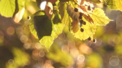 Moving backlighted leaves at the sunset. Stock-Footage 87259372