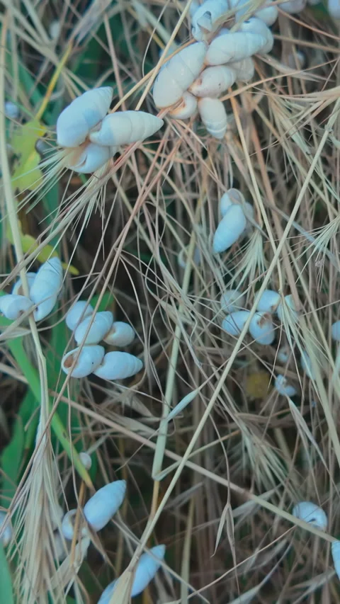 Moving backward over of numerous white steppe snails (Brephulopsis cylindrica) Stock Footage 338135723