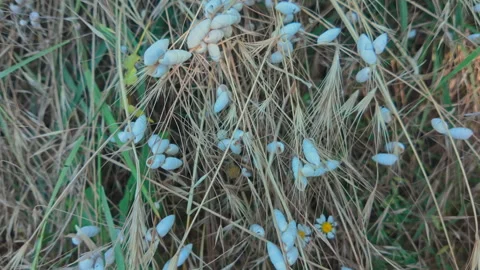 Moving backward over of numerous white steppe snails (Brephulopsis cylindrica) Stock Footage 341293066