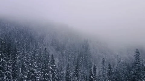 Moving backward by snowed winter forest Stock Footage 148037871