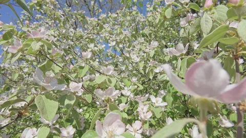 Moving backward within flowering Quince tree, Cydonia oblonga amid bright white Stock Footage 340076661