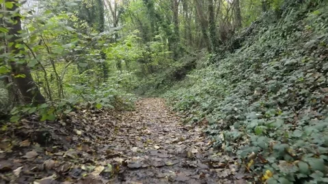 Moving backwards along a forest path Stock Footage 234744739