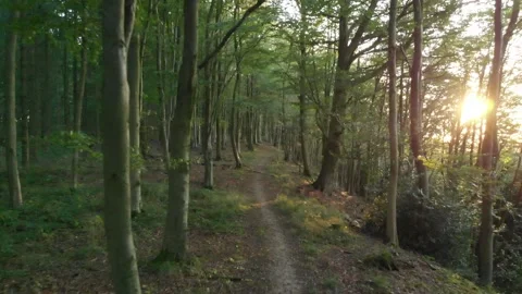 Moving Backwards Along a Winding Forest Path at Sunset, 2K Stock Footage 239860077