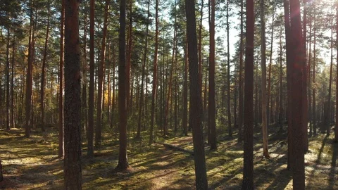 Moving backwards in a beautiful green forest full of pine trees and moss. Vidéo 96997555