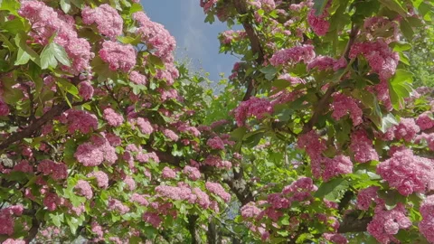 Moving backwards between branches covered with pink flowers of blooming midland Vidéo 339373354
