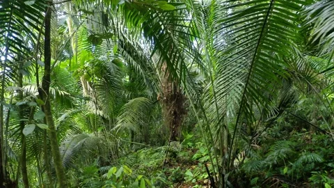 Moving backwards between the large, green fern leaves inside a tropical forest Stock Footage 160316264