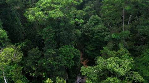Moving backwards from a diverse rainforest canopy with a tropical stream Stock Footage 196226871