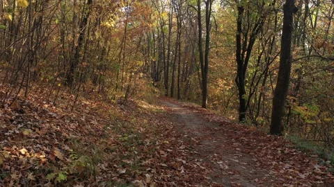 Moving backwards over the path in the woods 4K drone video Stock Footage 139484687