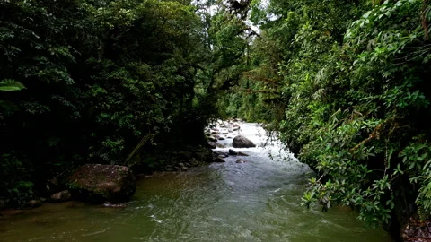 Moving backwards over a tropical river with dense vegetation at both sides Stock Footage 196730038
