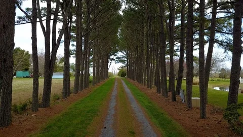 Moving backwards through a tree tunnel on a long driveway Stock Footage 89449858