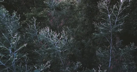 MOVING BACKWARDS FROM THE TREE Stock Footage 91631873