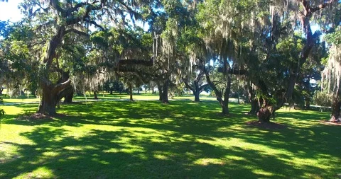 Moving beneath Spanish Moss Stockbeeldmateriaal 106904247
