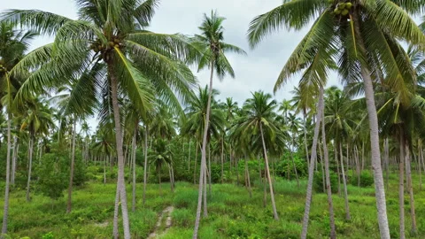 Moving between coconut palm trees Stock Footage 327098002