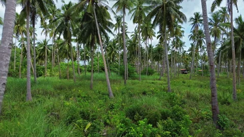 Moving between coconut palm trees to house Stock Footage 327098485