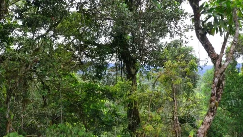 Moving between the different layers of a forest from the tree canopy down Stock Footage 154695756