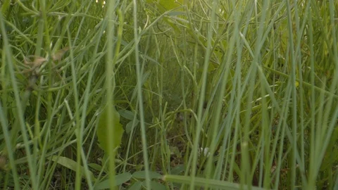 Moving between green grass low angle macro probe lens dolly shot Stock Footage 120451579