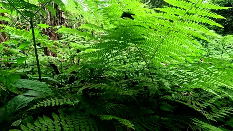 Moving between the leaves of several ferns, stunning nature background Видео 336919567