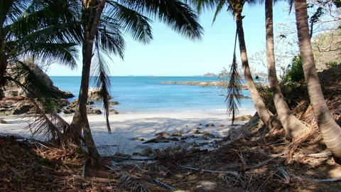 Moving between the palm trees on a tropical beach Stock Footage 105584161