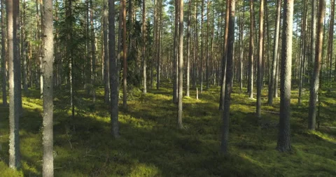 Moving between pine trees in green sunny forest in summer morning Stock Footage