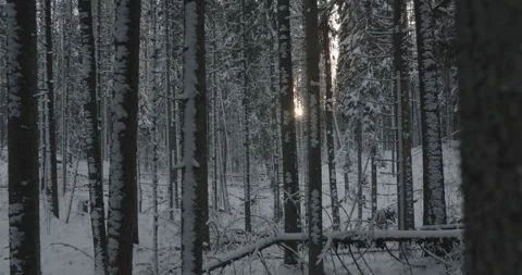 Moving between snowy tree trunks in deep winter forest at sunset dolly shot Stock Footage 138951405