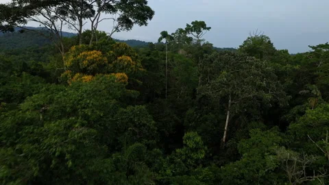 Moving between the tree crowns in a tropical forest in spring time Vidéo 236786007