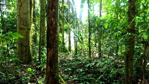 Moving between the tree trunks in the interior of a tropical forest Stock Footage 234933434