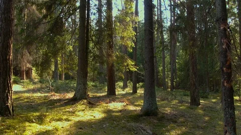 Moving between trees in beautiful sunny day. Vídeos de archivo 106150609