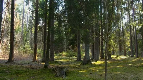 Moving between trees in beautiful sunny day. Stock Footage 106150820
