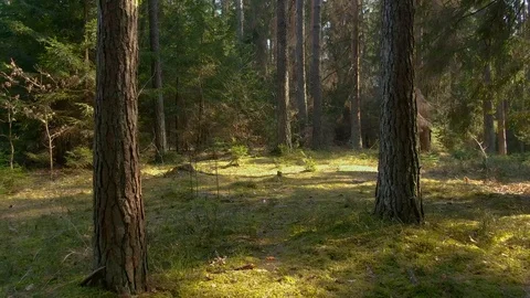 Moving between trees in beautiful sunny day. Stock Footage 106150901