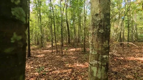 Moving between trees in the forest in the fall Stock Footage 142022277