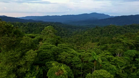 Moving between the trees of a hilly forest landscape in a tropical forest Stockbeeldmateriaal 336865493