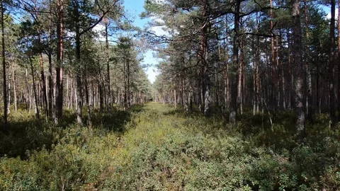 Moving between trees through a beautiful wild forest. Stock Footage 115418543