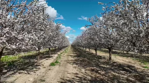 Moving between two rows of almond trees in a field in full bloom Stock Footage 306653625