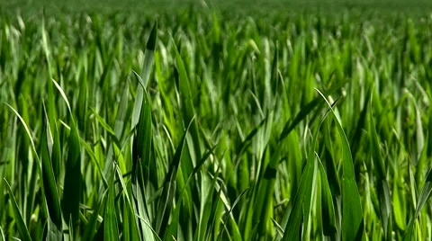 Moving Blades of Gras Stock Footage 51048082
