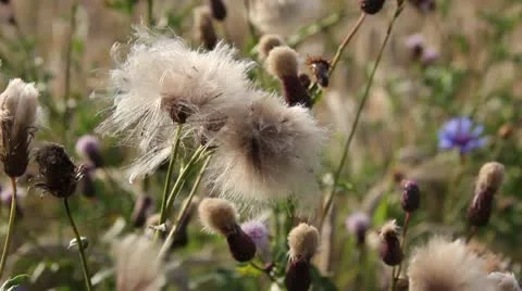 Moving blowballs Stock Footage 10793306