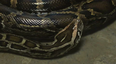 Moving Boa Snake Stock Footage 46119626