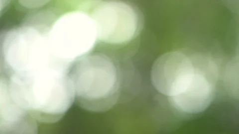 Moving Bokeh Background of Trees and Light in Forest Stock Footage 106657766