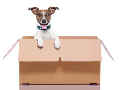 Moving box dog Foto stock